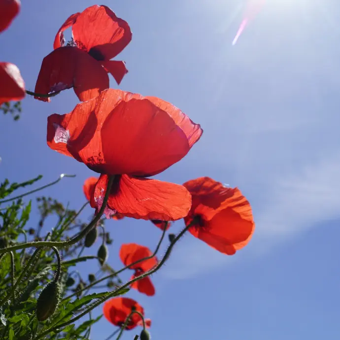 red flower under blue sky during daytime