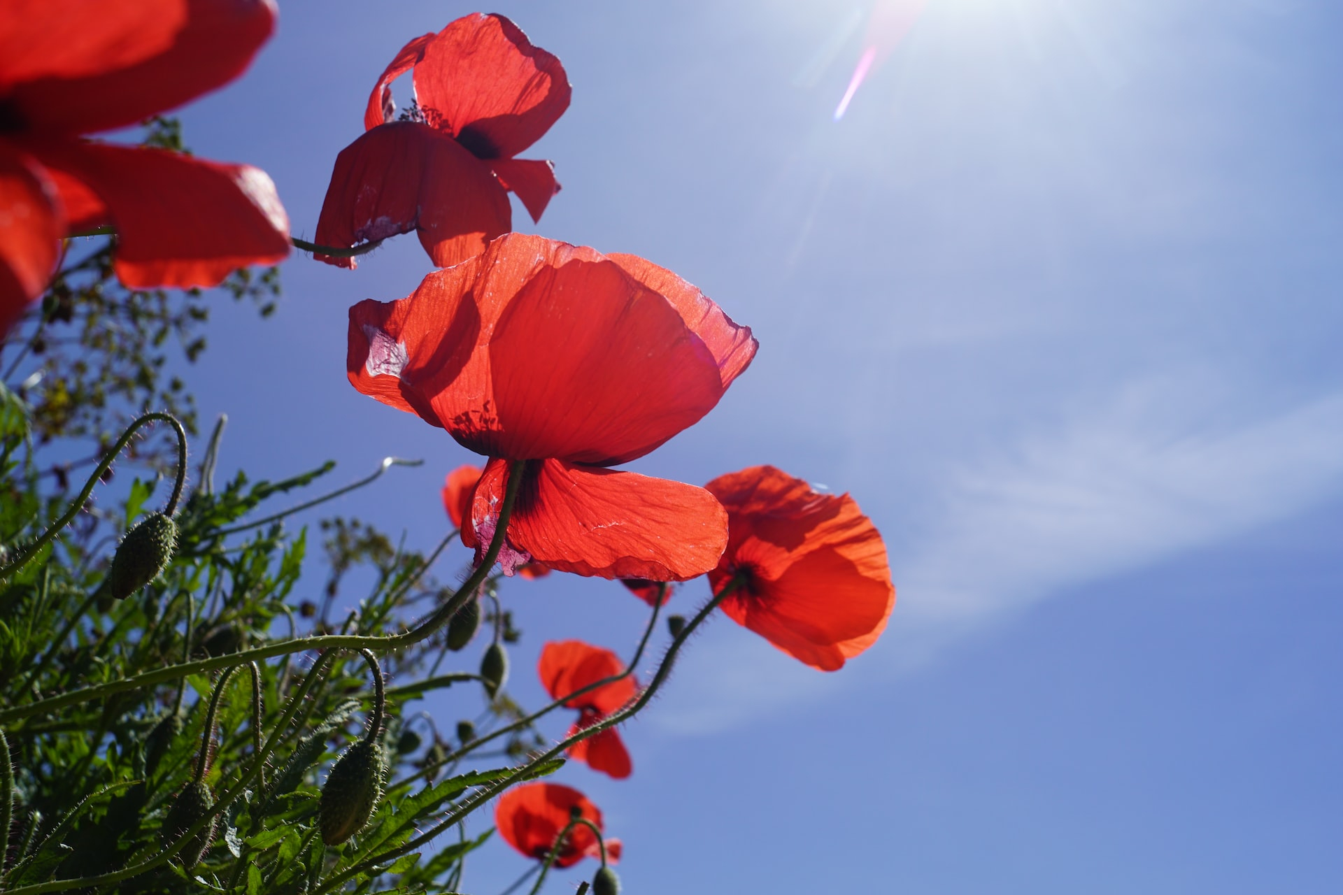 red flower under blue sky during daytime