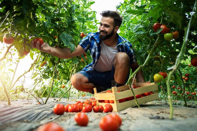 Homme occupé à ramasser des tomates