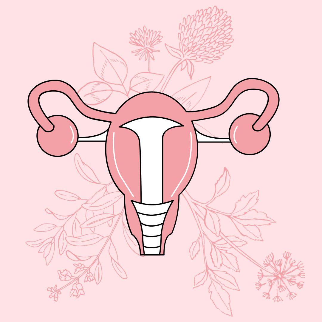 Illustration système reproducteur féminin avec des fleurs à l'arrière