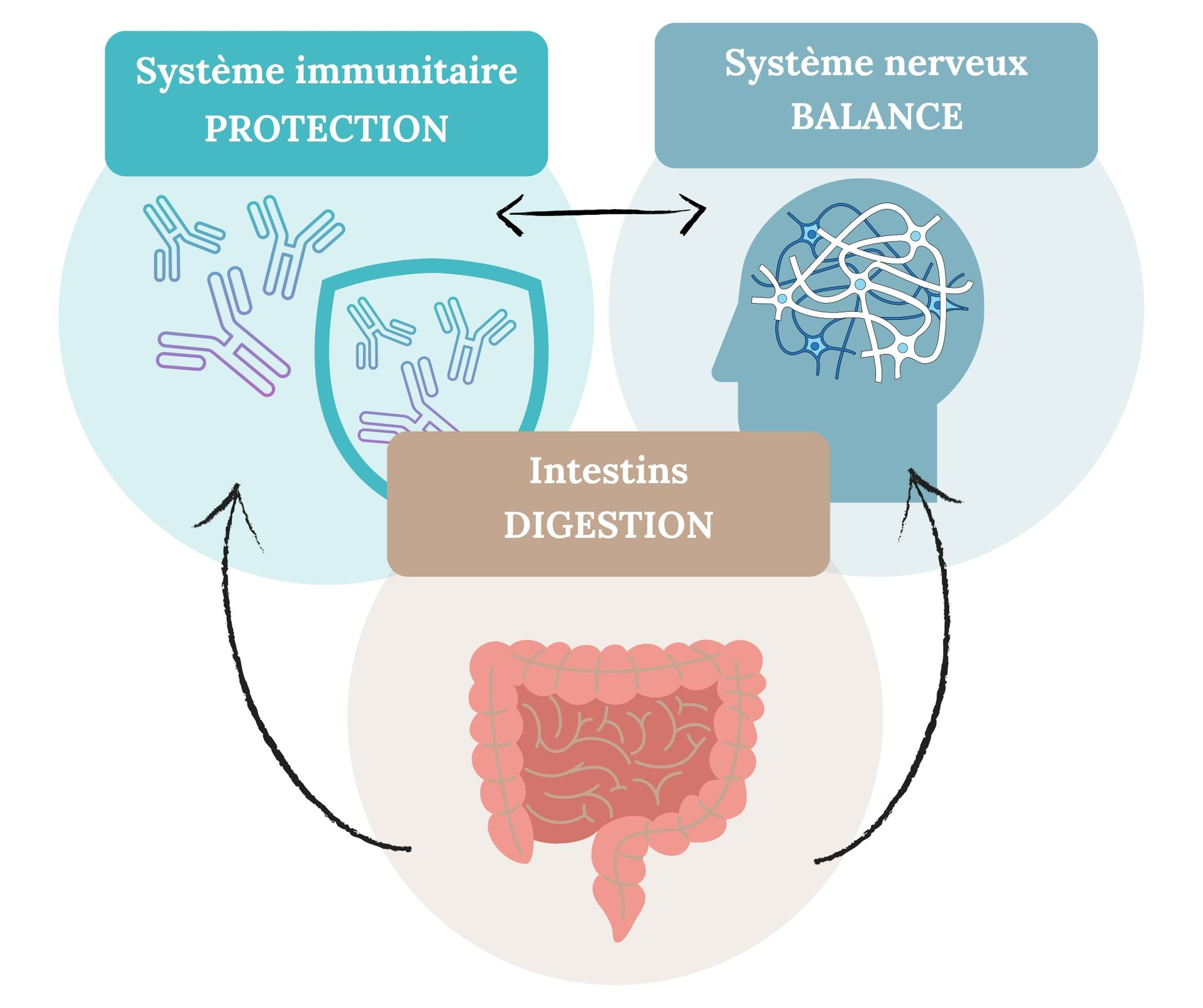 Synergie entre le système immunitaire, le système nerveux et les intestins 