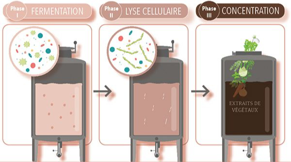 Schéma de notre processus de fabrication en 3 étapes : fermentation, lyse cellulaire et concentration