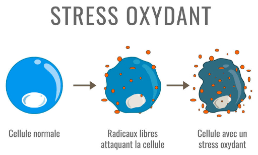 Schéma représentant le processus du stress oxydant 