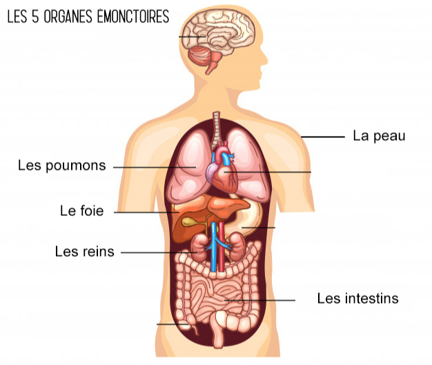 Dessin représentant les organes émonctoires 