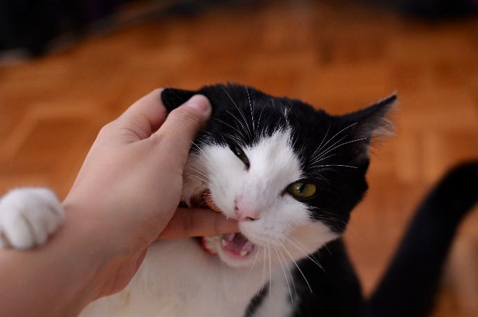 Chat noir et blanc qui mordille les doigts de son maître 