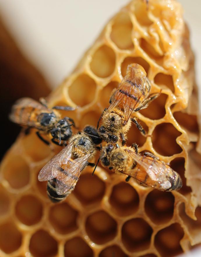 Quatre abeilles butinent du miel dans des alvéoles 