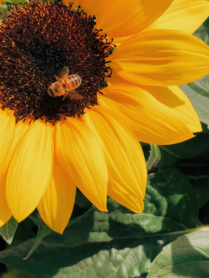 Abeille qui butine sur une fleur de tournesol 