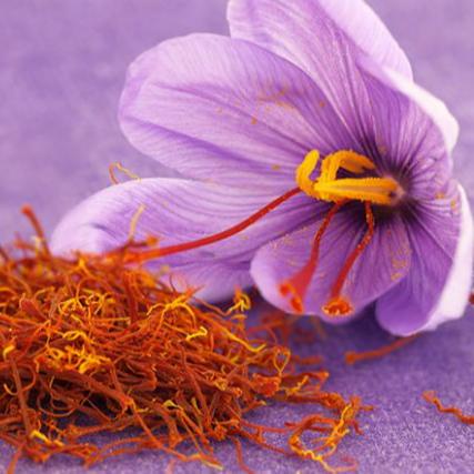 Photo d'une fleur de safran