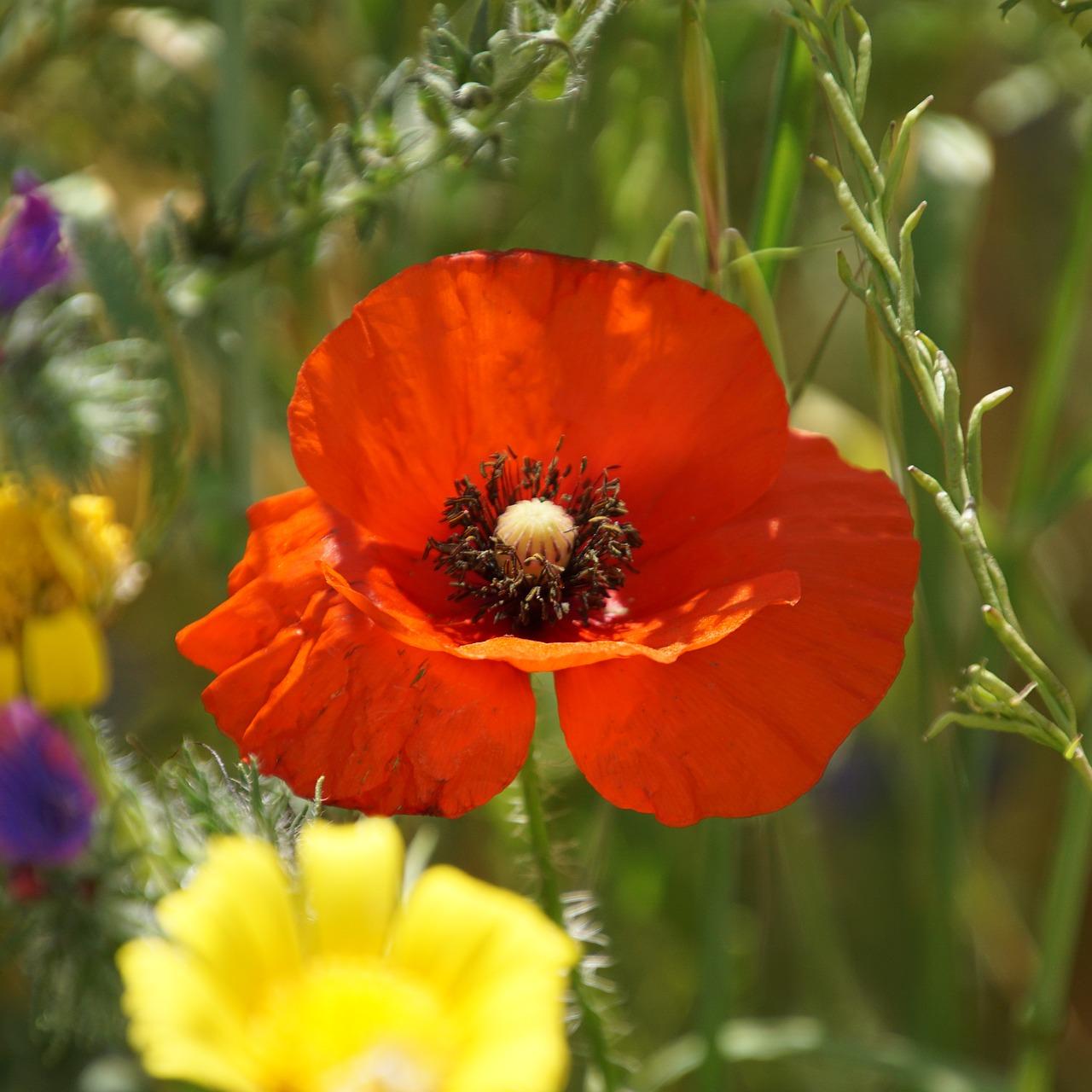 Photo d'un coquelicot