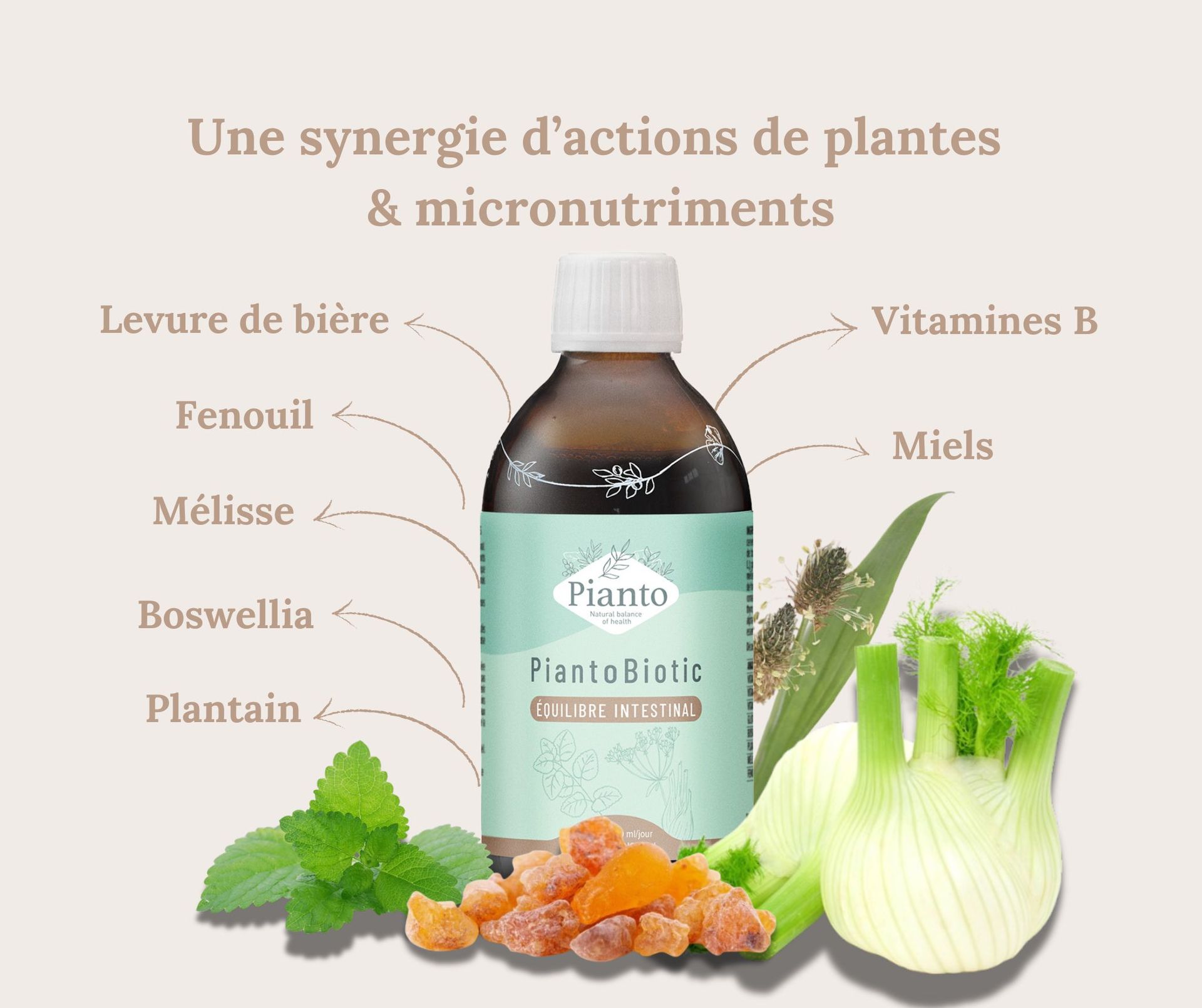 Les ingrédients du PiantoBiotic EQUILIBRE INTESTINAL