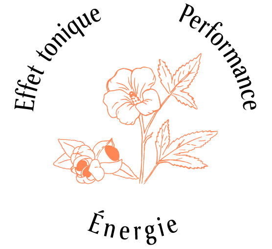 Atouts plantes : effet tonique, performance, énergie 