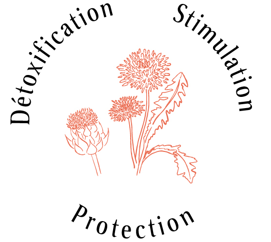 Atouts plantes : détoxification, stimulation, protection