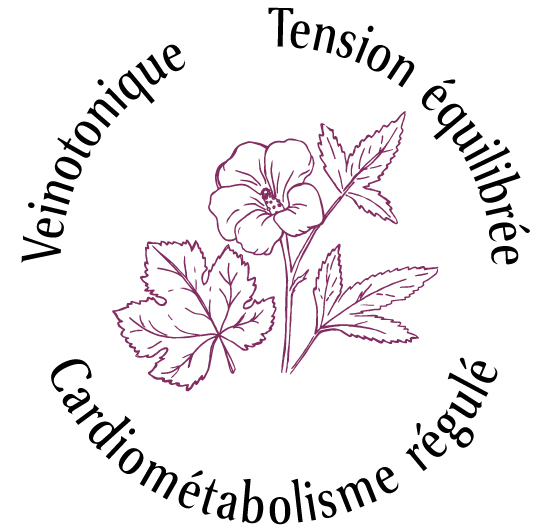 Atouts plantes : veinotonique, tensions équilibrée, cardiométabolisme régulé 