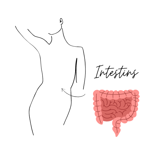 Croquis montrant les intestins 