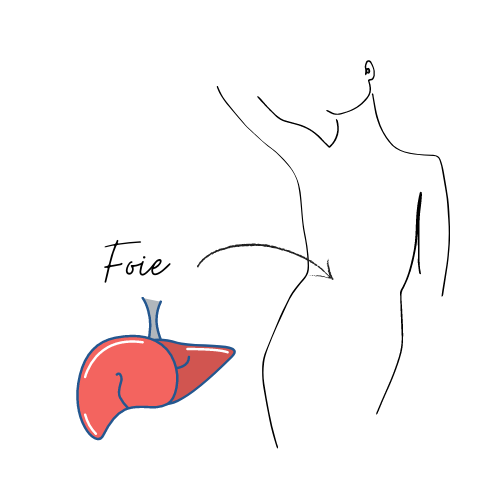 Croquis montrant le foie